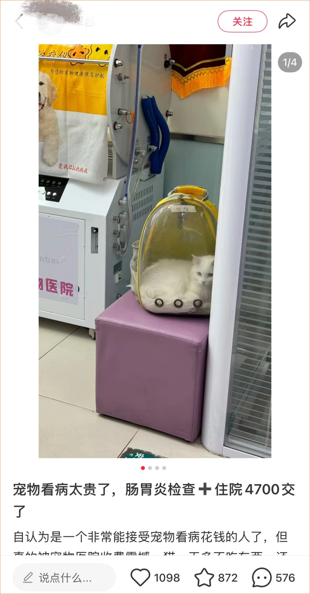 千层金 人感冒300，猫感冒3000：谁来管管“宠物税”？